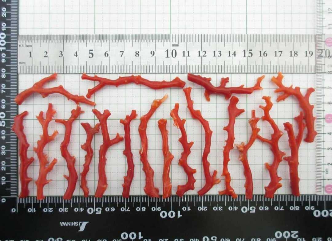 珊瑚ルース Amazon.co.jp: 血赤珊瑚サンゴ42.2g枝ルースセット根付x702. 303
